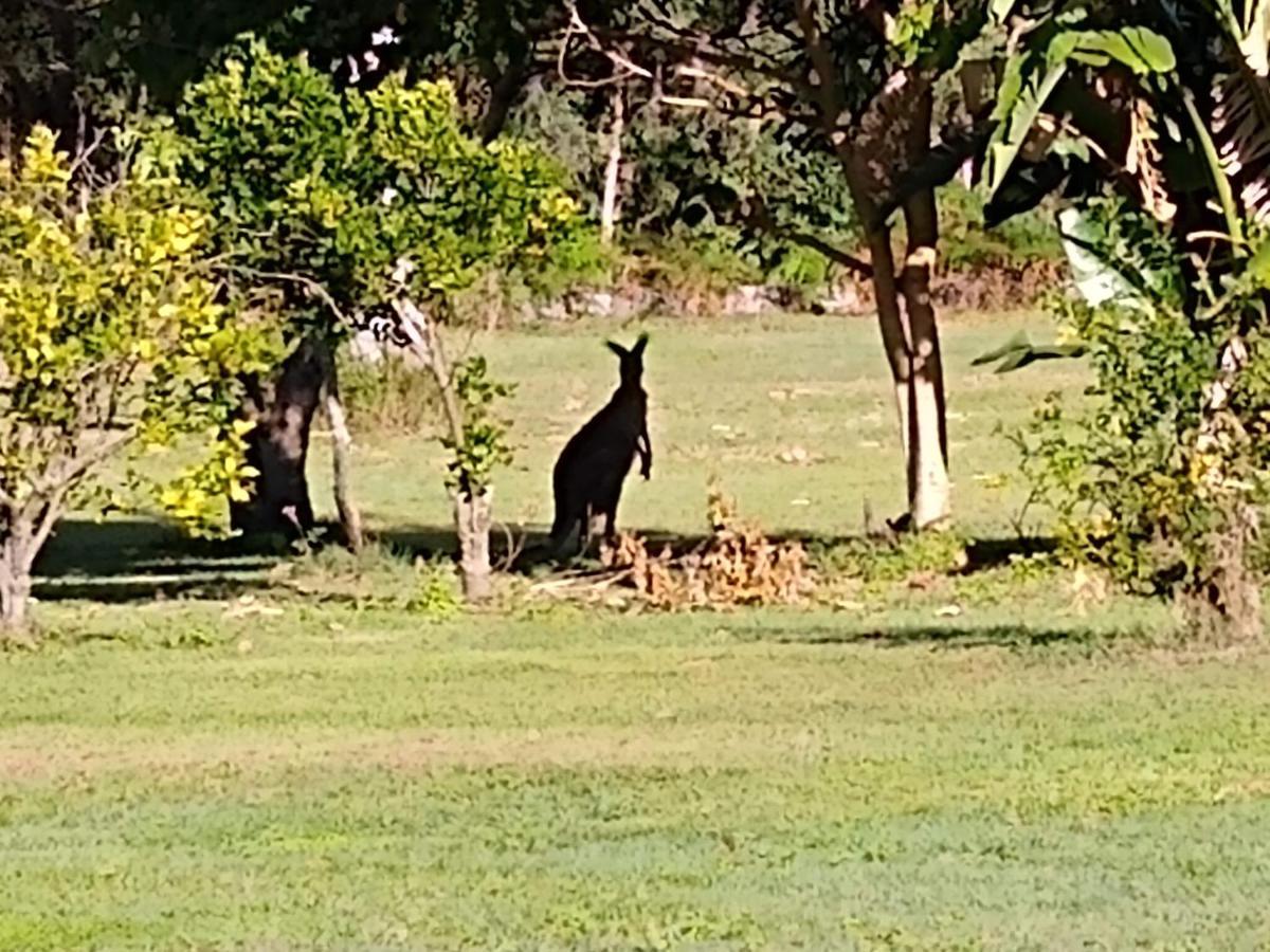 Lake Weyba Noosa Lodge & Kangaroos Перегиан-Бич Экстерьер фото
