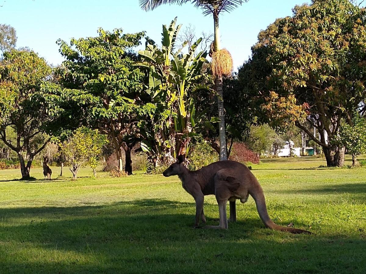 Lake Weyba Noosa Lodge & Kangaroos Перегиан-Бич Экстерьер фото